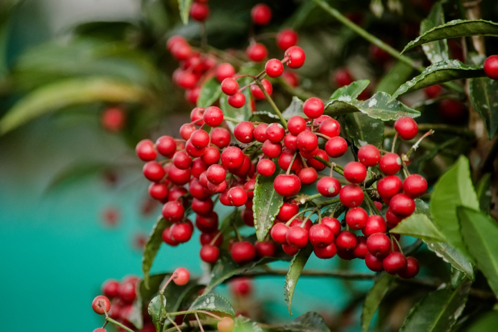Ardisia Crenata Plant