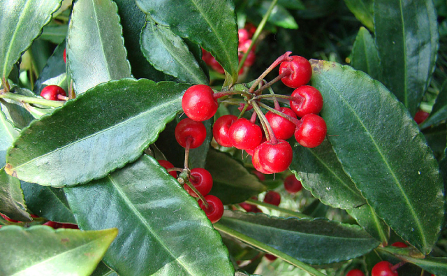 Coralberry Or Hen's Eyes Ardisia Crenata Mysinaceae E. Africa And Se Asia