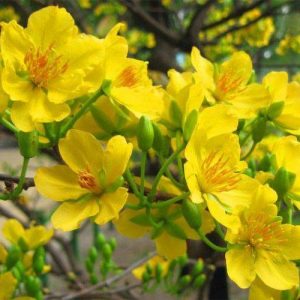Mai vàng – Vẻ đẹp mê mẩn