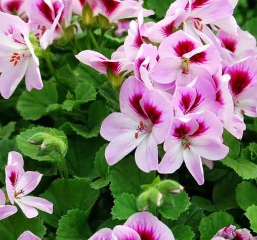 Hoa phong nữ mắt thần rực rỡ