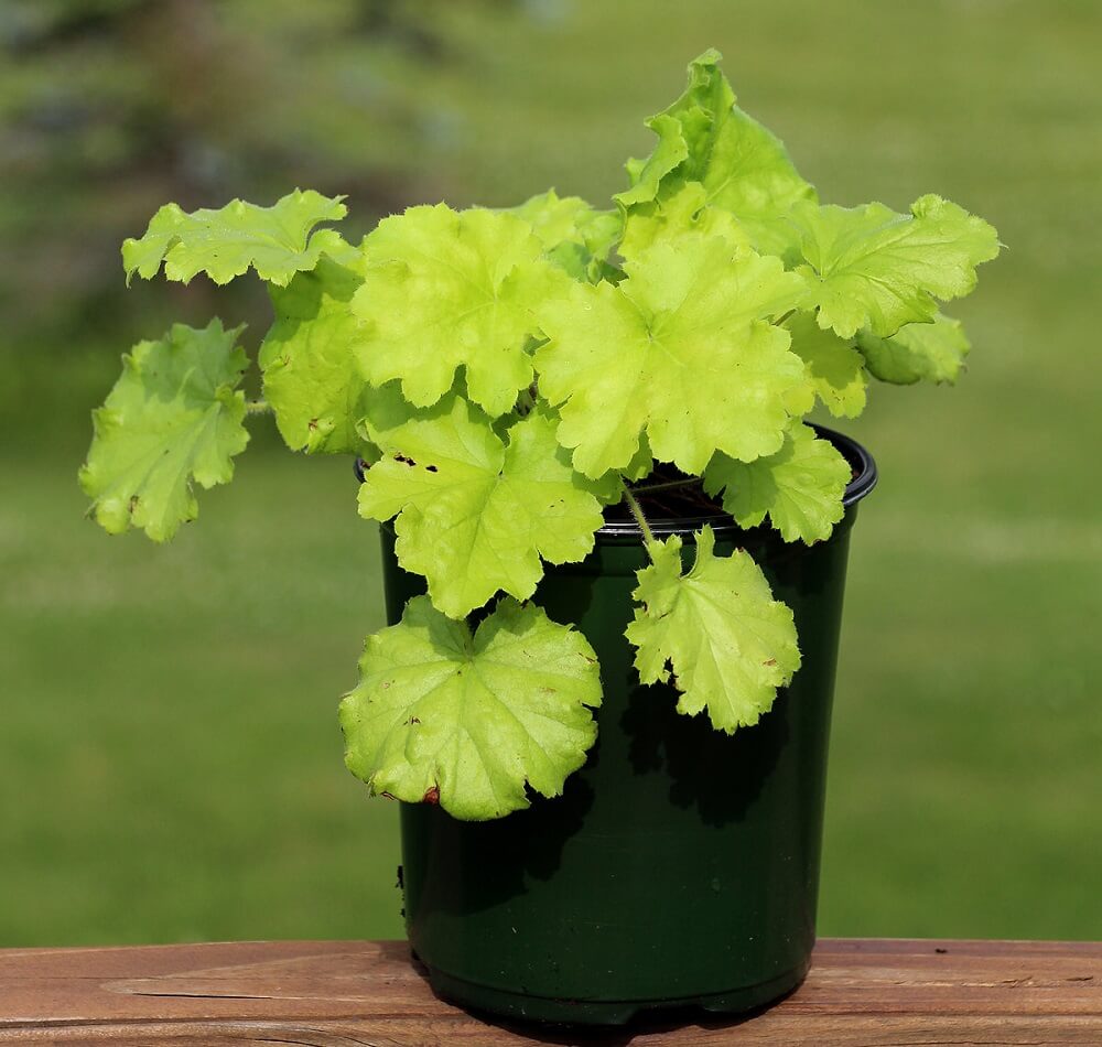 Cay Heuchera Lemon Love Chuong San Ho Lemon Love Chau Nhua 07