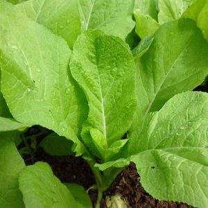 20gram hạt giống cải mơ đăm