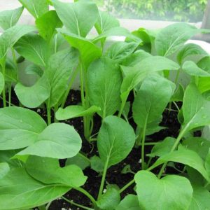 5gram hạt giống cải ngọt cọng xanh