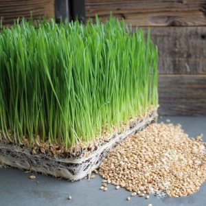 100gram hạt giống lúa mạch