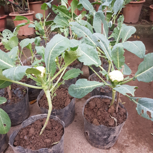 Súp Lơ (2)