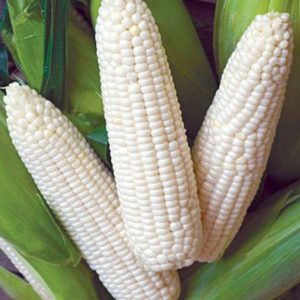 10gram hạt giống ngô nếp trắng