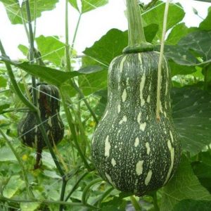 Hạt giống bí đỏ hạt đậu lai F1 – High Quality Seeds