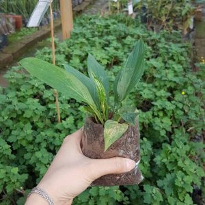 Cây giống hồi đầu thảo (củ mọc ngược)