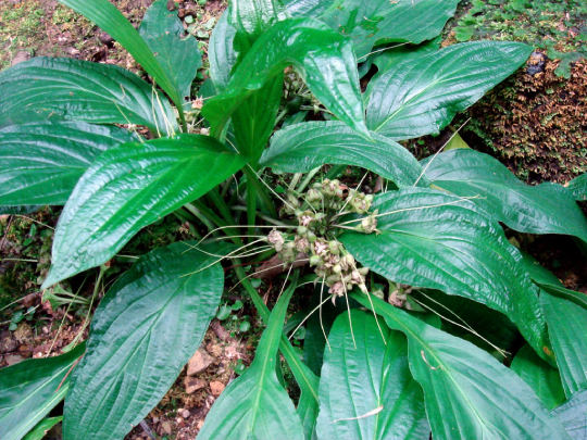 Hồi đầu Thảo 3
