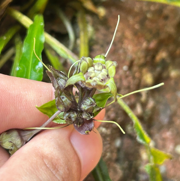 Hồi đầu Thảo 2