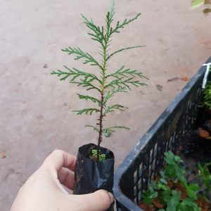 Cây giống trắc bách diệp