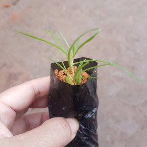 Cây giống hắc kỷ tử