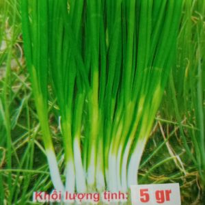 Hạt giống hành hương xanh ( 693 ) ( 1 gói/5 gram hạt ) – High Quality Seeds