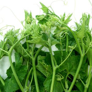 20gram hạt giống bí ngọn siêu mập