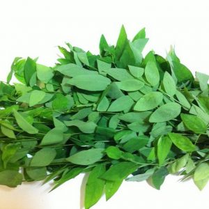 1gram hạt giống rau ngót