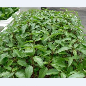 20gram hạt giống rau đay đỏ