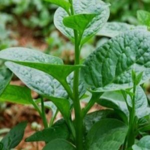 20gram hạt giống mồng tơi xanh lá to
