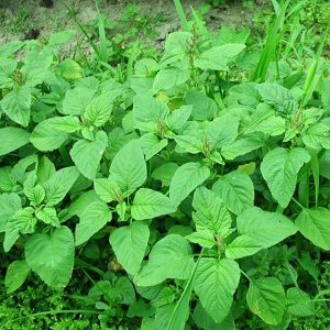 Hạt giống rau dền xanh lá liễu ( 152 ) – High Quality Seeds