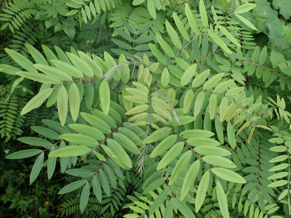Muồng đen 7