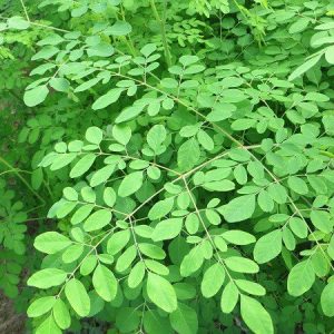 2gram hạt giống chùm ngây
