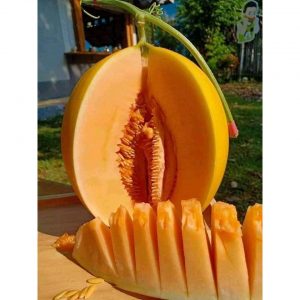 20 hạt giống dưa lê siêu ngọt – kim cô nương