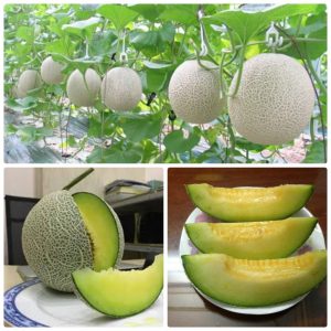 1gram hạt giống dưa lưới
