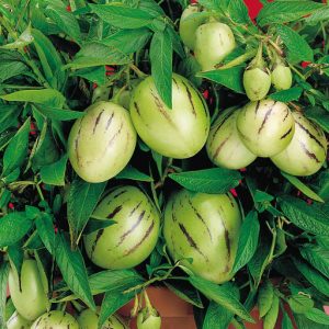 5 hạt giống dưa hấu Nam Phi pepino