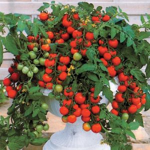 0,3gram hạt giống cà chua bi lùn đỏ