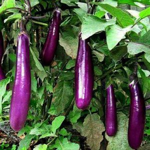 2gram hạt giống cà tím cơm xanh quả dài