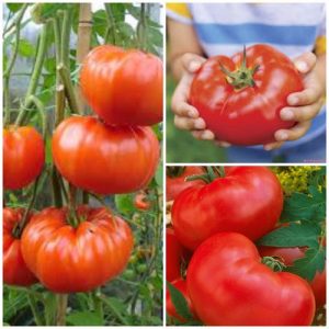 0,1gram hạt giống cà chua khổng lồ F1