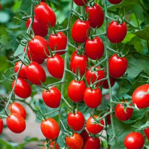 0,3gram hạt giống cà chua bi cherry