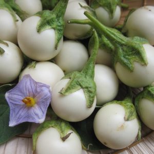 2gram hạt giống cà pháo trắng