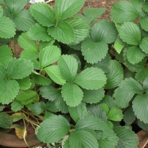Cây giống dâu tây