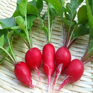 5gram hạt giống củ cải đỏ cherry