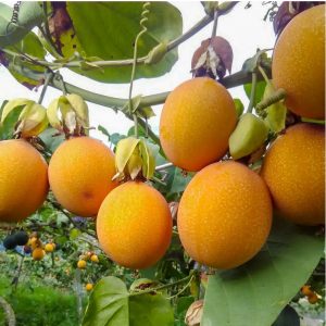 5 hạt giống chanh leo Colombia