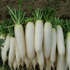 50gram hạt giống củ cải trắng