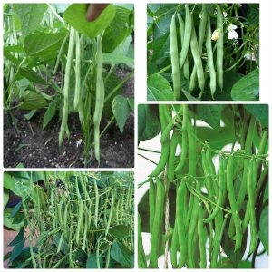 50gram hạt giống đậu cove bụi hạt trắng