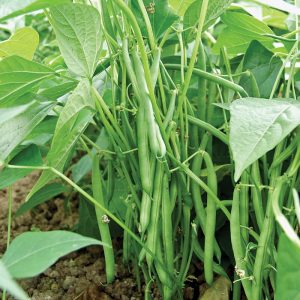 50 gram hạt giống đậu cove bụi lùn hạt nâu