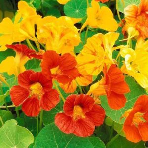 Hạt giống hoa sen cạn mix – Make Life Better