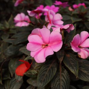 🌿Hạt giống mai địa thảo kép F1 mix