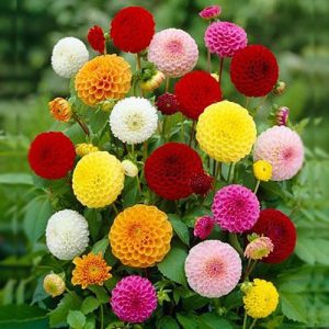 Hạt giống hoa thược dược tổ ong mix – High Quality Seeds
