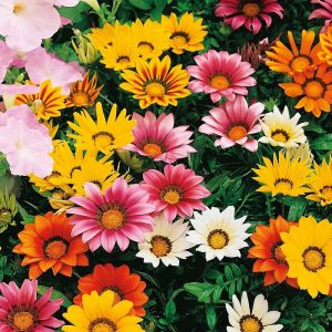 Hạt giống hoa cúc Đài Loan – cúc huân chương – High Quality Seeds