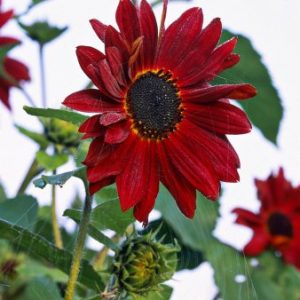 Hạt giống hoa hướng dương đỏ F1 – High Quality Seeds