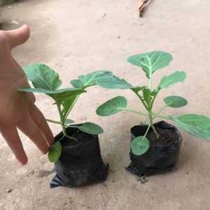 Cây giống bắp cải (cải bắp)