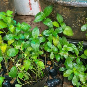 Cây lá tám thơm (cơm nếp)