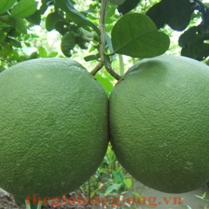 Cây bưởi da xanh