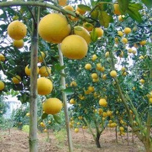 Cây bưởi diễn