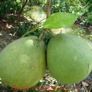 Cây bưởi năm roi