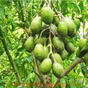 Cây cóc giống
