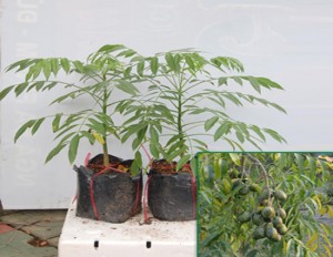 cây cóc giống cây cóc giống